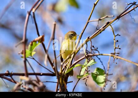 Trauer Warbler (Geothlypis Philadelphia) Frauen oder Jugendliche, die in einem Baum gehockt Stockfoto