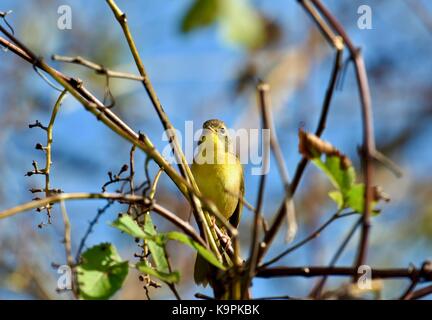 Trauer Warbler (Geothlypis Philadelphia) Frauen oder Jugendliche, die in einem Baum gehockt Stockfoto