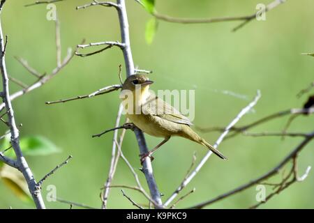 Trauer Warbler (Geothlypis Philadelphia) Frauen oder Jugendliche, die in einem Baum gehockt Stockfoto