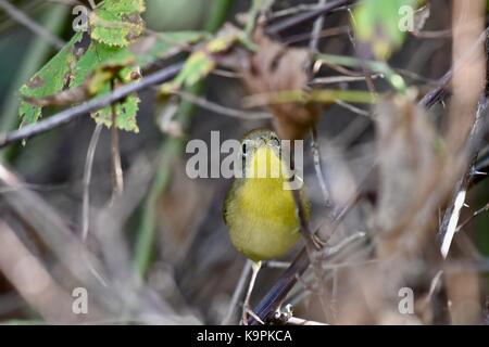 Trauer Warbler (Geothlypis Philadelphia) Frauen oder Jugendliche, die in einem Baum gehockt Stockfoto