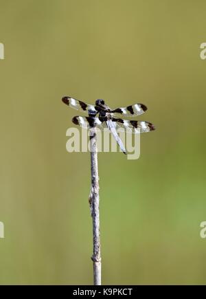 Zwölf beschmutzt Skimmer Dragonfly (Libellula pulchella) auf eine kleine Stick Stockfoto