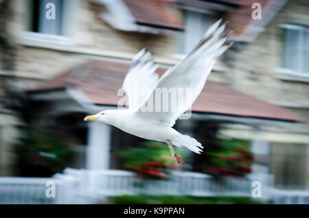 Western yellow-legged Gull oder Möwe im Flug - Seevögel, Laridae, Lari, Charadriiformes, Bewegung Stockfoto