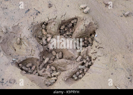 Der Couch spadefoot, (scaphiopus Couch), Metamorphose Zuflucht in die Fußspuren eines Hundes. Socorro Co., New York, USA. Stockfoto