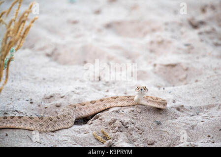 Prairie Klapperschlange (crotalus Viridian), Bosque Del Apache National Wildlife Refuge, New Mexico, USA. Stockfoto