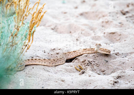 Prairie Klapperschlange (crotalus Viridian), Bosque Del Apache National Wildlife Refuge, New Mexico, USA. Stockfoto