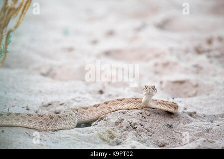 Prairie Klapperschlange (crotalus Viridian), Bosque Del Apache National Wildlife Refuge, New Mexico, USA. Stockfoto