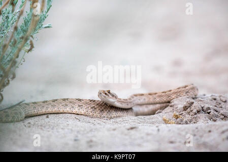 Prairie Klapperschlange (crotalus Viridian), Bosque Del Apache National Wildlife Refuge, New Mexico, USA. Stockfoto