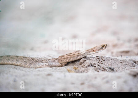 Prairie Klapperschlange (crotalus Viridian), Bosque Del Apache National Wildlife Refuge, New Mexico, USA. Stockfoto