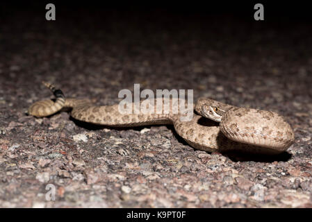 Prairie Klapperschlange (crotalus Viridian), Bosque Del Apache National Wildlife Refuge, New Mexico, USA. Stockfoto