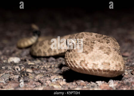 Prairie Klapperschlange (crotalus Viridian), Bosque Del Apache National Wildlife Refuge, New Mexico, USA. Stockfoto