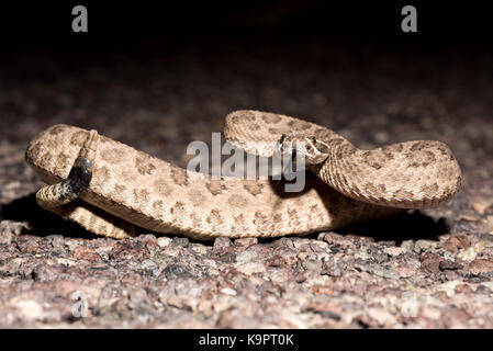 Prairie Klapperschlange (crotalus Viridian), Bosque Del Apache National Wildlife Refuge, New Mexico, USA. Stockfoto