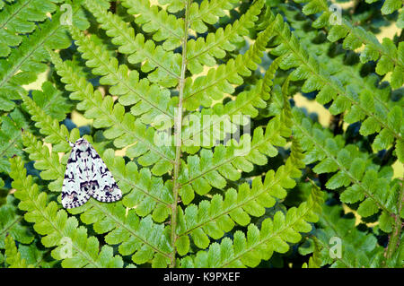 Knappe Merveille du Jour Motte (Griposia aprilina) ruht auf einem fern Stockfoto