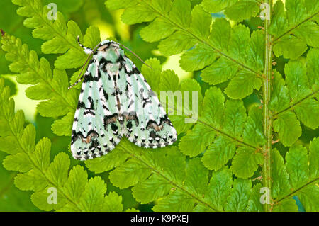 Knappe Merveille du Jour Motte (Griposia aprilina) ruht auf einem fern Stockfoto