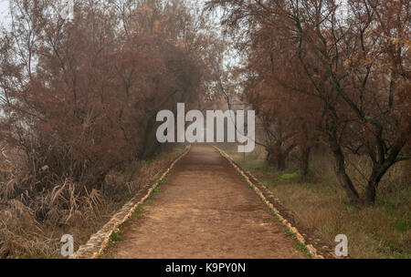 Herbst Landschaft. Tablas de Daimiel Nationalpark. Ciudad Real. Spanien. Stockfoto