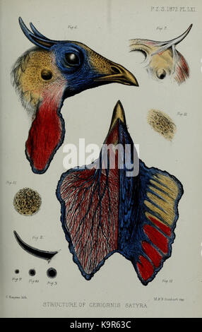 Verfahren der Zoologischen Gesellschaft von London (9467973110) Stockfoto