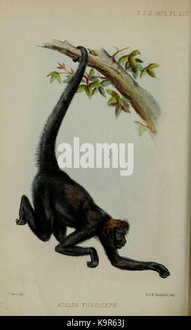 Verfahren der Zoologischen Gesellschaft von London (9467963948) Stockfoto