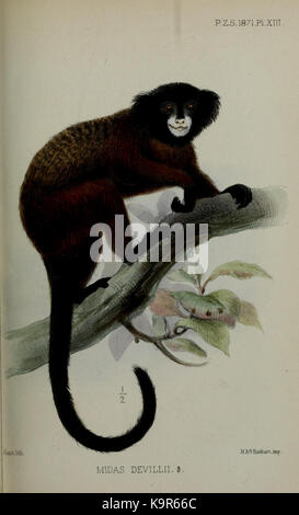 Verfahren der Zoologischen Gesellschaft von London (9416408528) Stockfoto