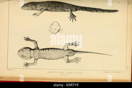 Bericht von einer Expedition nach unten die Zuni und Colorado Rivers (Reptilien Platte 20) (7698362868) Stockfoto