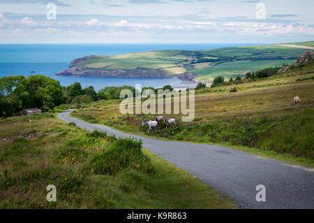 Ponys im preseli Nationalpark, Pembrokeshire, Wales, mit Ynys Dinas im Hintergrund. Stockfoto