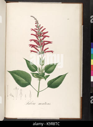 Icones Plantarum Brasiliae et descriptiones hactenus ineditae (Platte 193) (7083766733) Stockfoto