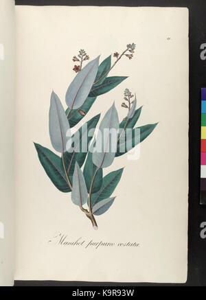 Icones Plantarum Brasiliae et descriptiones hactenus ineditae (Platte 11) (7083639353) Stockfoto