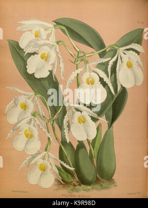 Eine detaillierte botanische Illustration aus dem Album The Orchid mit einer Vielzahl von Orchideenarten, gezeichnet von R. Warner und B.S. Williams im Jahr 1884. Stockfoto