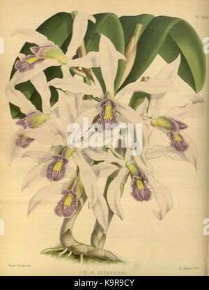 Diese Platte aus The Orchid Album (1887), geschaffen von R. Warner und B.S. Williams, zeigt eine Illustration einer bestimmten Orchideenart und zeigt detaillierte botanische Kunst der damaligen Zeit. Stockfoto