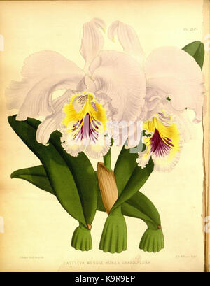 R. Warner & B.Sc. Williams die Orchid Album Band 07 Platte 289 (1888) Stockfoto