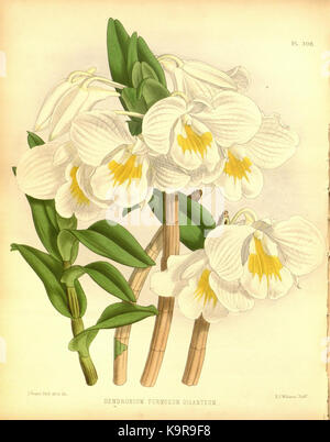 R. Warner & B.Sc. Williams die Orchid Album Band 07 Platte 308 (1888) Stockfoto