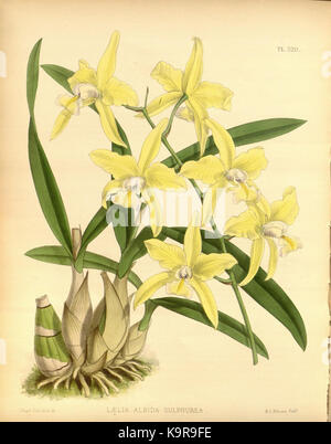 R. Warner & B.Sc. Williams die Orchid Album Band 07 Platte 320 (1888) Stockfoto