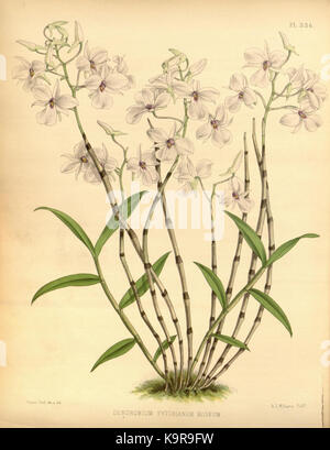 R. Warner & B.Sc. Williams die Orchid Album Band 07 Platte 336 (1888) Stockfoto