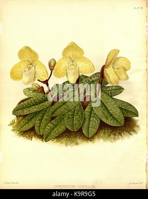 R. Warner & B.Sc. Williams die Orchid Album Band 07 Platte 302 (1888) Stockfoto