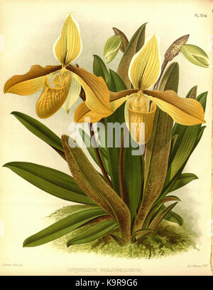 R. Warner & B.Sc. Williams die Orchid Album Band 07 Platte 304 (1888) Stockfoto