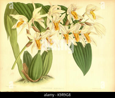 R. Warner & B.Sc. Williams die Orchid Album Band 07 Platte 311 (1888) Stockfoto