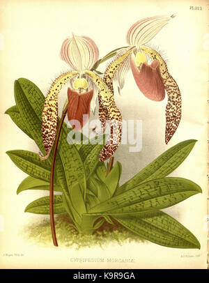 R. Warner & B.Sc. Williams die Orchid Album Band 07 Platte 313 (1888) Stockfoto