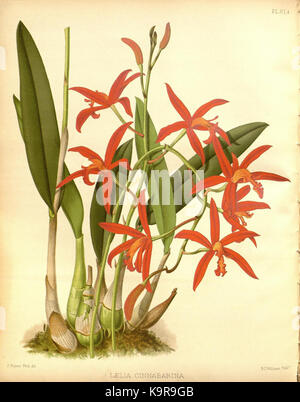 R. Warner & B.Sc. Williams die Orchid Album Band 07 Platte 314 (1888) Stockfoto