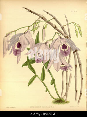 R. Warner & B.Sc. Williams die Orchid Album Band 07 Platte 319 (1888) Stockfoto