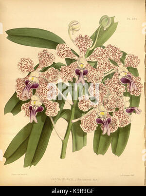 R. Warner & B.Sc. Williams die Orchid Album Band 07 Platte 324 (1888) Stockfoto