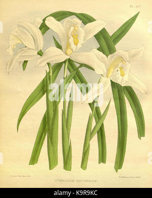 Diese Illustration aus „The Orchid Album“, erstellt von R. Warner und B.S. Williams, zeigt eine Orchideenart aus der Familie der Orchidaceae. Die Zeichnung ist Teil einer botanischen Publikation aus dem Jahr 1893, in der Pflanzenwelt und Gartenkunst vorgestellt werden. Stockfoto