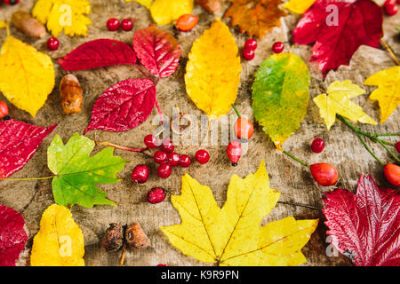 Herbst, Hintergrund, Natur Konzept. Coral Beeren der rowantree und Dogtree unter den bunten Blättern, die Leuchten und brennen wie Feuer der roten und gelben Farben Stockfoto