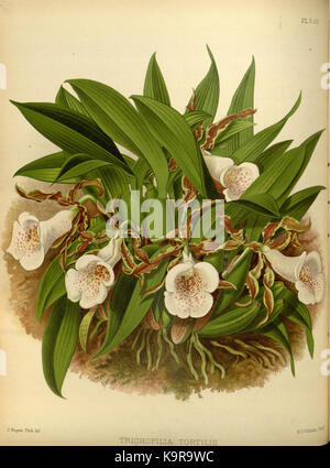 Dieses Bild stammt aus dem Album The Orchid (1889), einem detaillierten botanischen Werk von R. Warner und B.S. Williams, das verschiedene Orchideenarten in lebendigen Illustrationen zeigt. Stockfoto