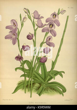 Eine Illustration aus The Orchid Album, Band 8, Platte 356, von R. Warner und B.S. Williams. Die Platte zeigt eine detaillierte botanische Darstellung einer Orchideenart. Stockfoto