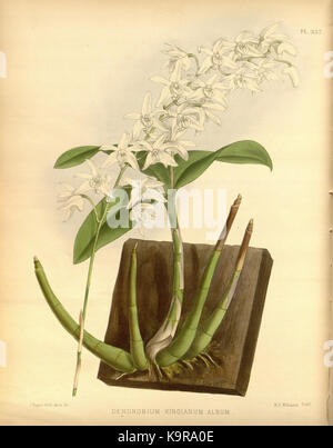 R. Warner & B.Sc. Williams die Orchid Album Band 07 Platte 332 (1888) Stockfoto