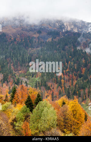 Klettern, Natur, Konzept reisen. nach oben Blick über herrliche Herbst Wald aller Arten von Bäumen und verschiedenen Farben, hohen Berg steht unter ihm, und die Wolken sind oben Ausblenden Stockfoto
