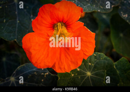 Kapuzinerkresse Stockfoto