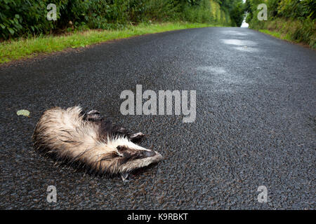 Europäischen Dachs (Meles meles) tot auf der Straße im Regen. Opfer von Kfz-Kollision. jedburgh. Scottish Borders. Schottland. Stockfoto