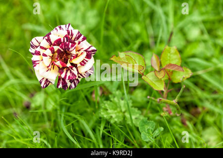 Rosa Farben. Stockfoto