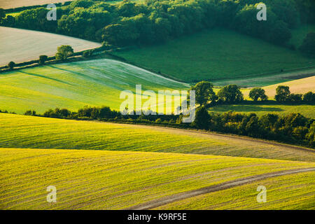 Am späten Nachmittag auf der South Downs in East Sussex, England. Stockfoto