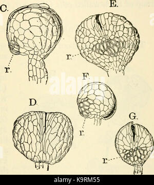 "Die Struktur und die Entwicklung der Moose und Farne (Archegoniatae)" (1918) Stockfoto