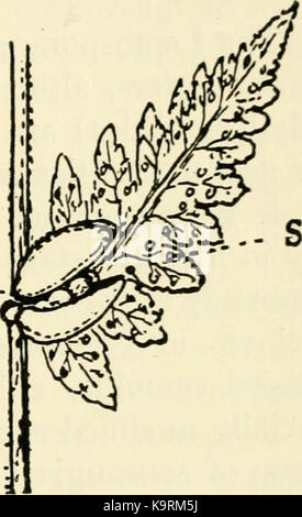 "Die Struktur und die Entwicklung der Moose und Farne (Archegoniatae)" (1918) Stockfoto